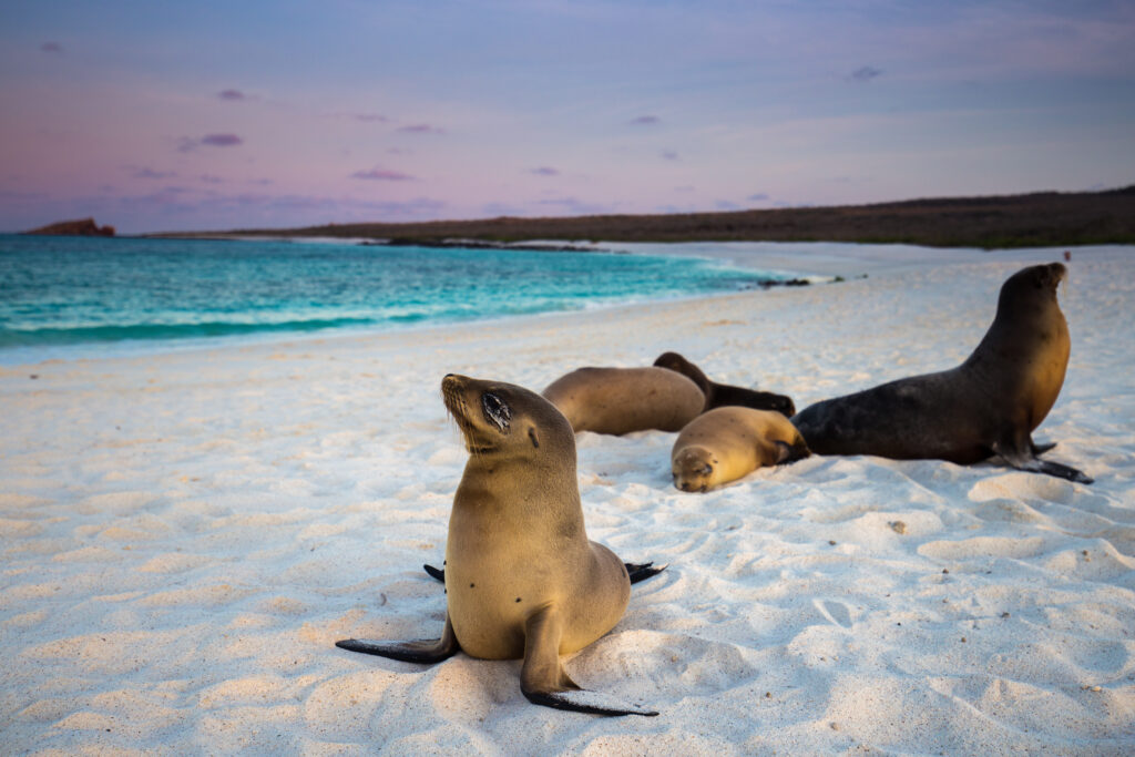 Getting the Most Out of Your Dream Trip to the Galapagos Islands